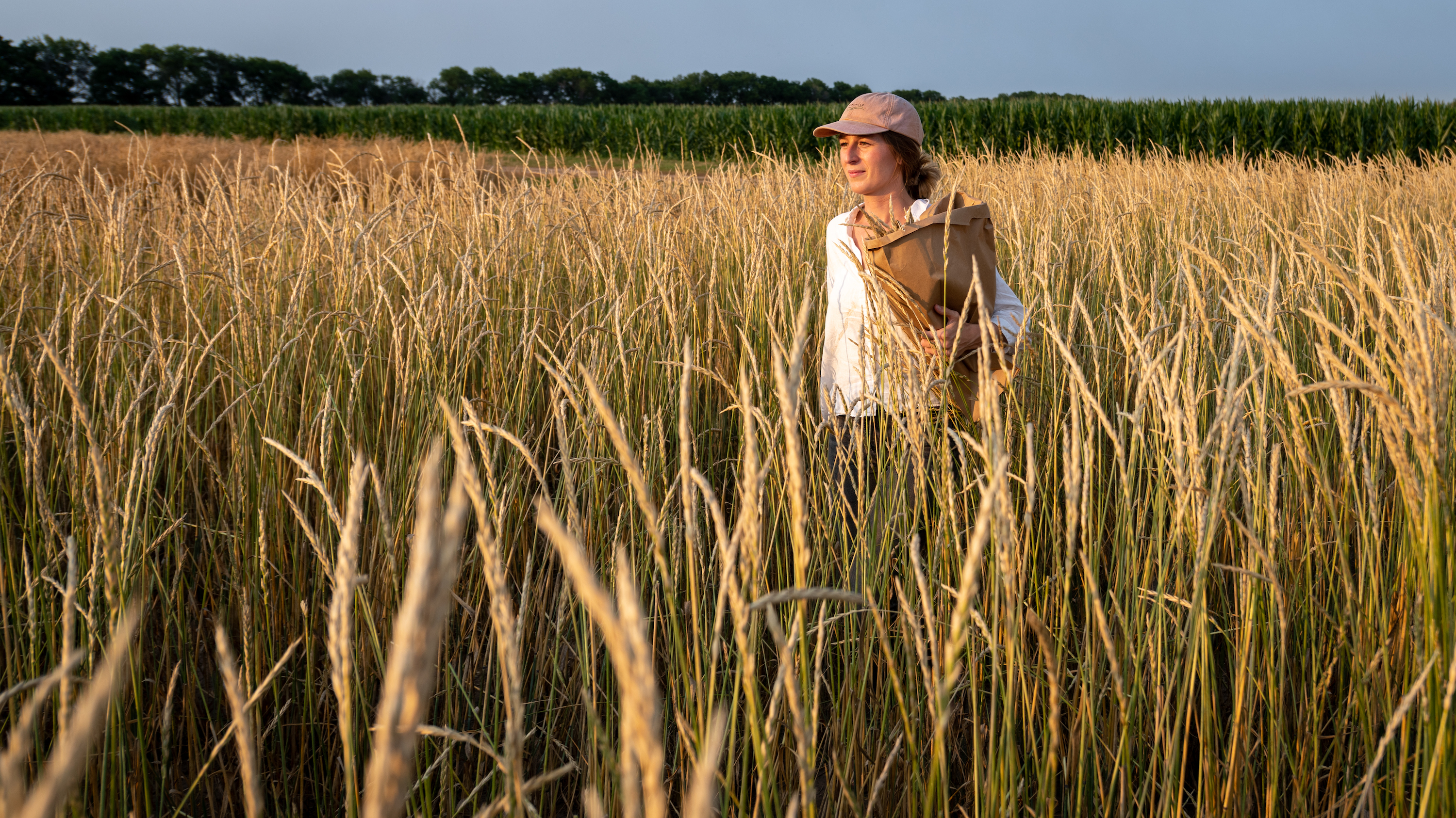 The Land Institute - Perennial Wheat